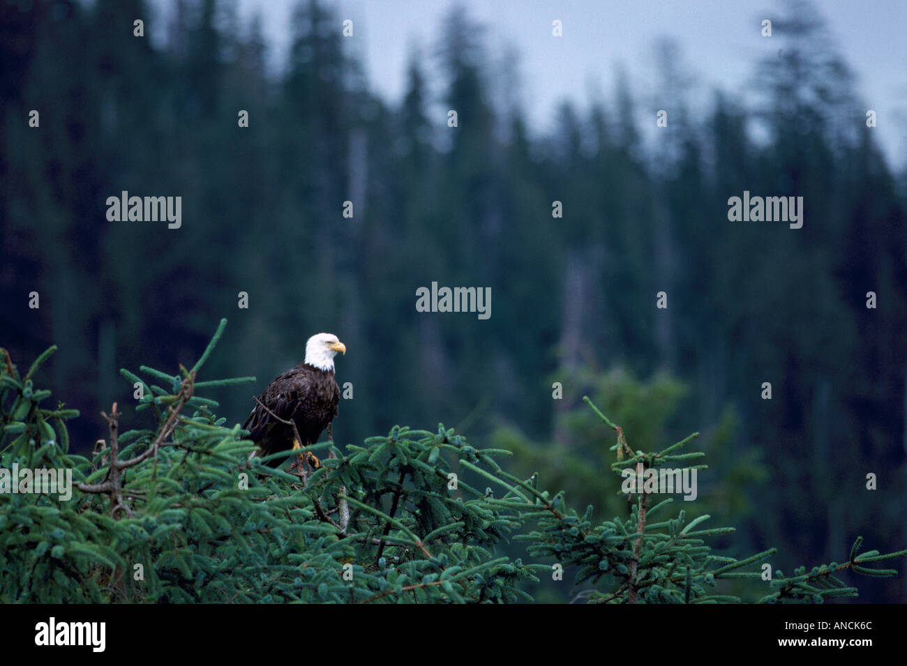 Reife Erwachsene Weißkopf-Seeadler (Haliaeetus Leucocephalus) thront auf einem Ast Stockfoto