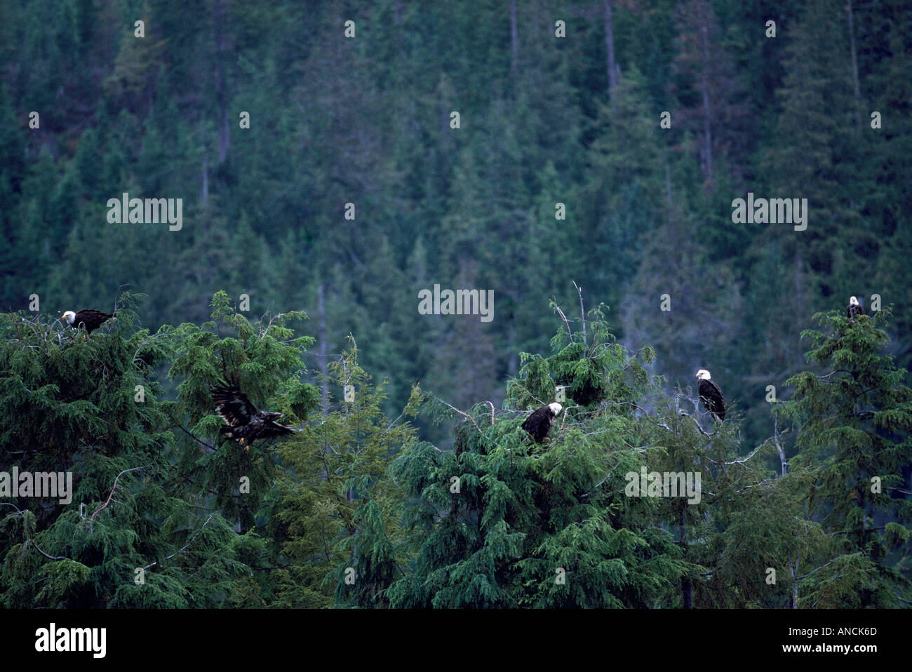 Reife Erwachsene Weißkopf-Seeadler (Haliaeetus Leucocephalus) thront auf der Spitze Äste Stockfoto