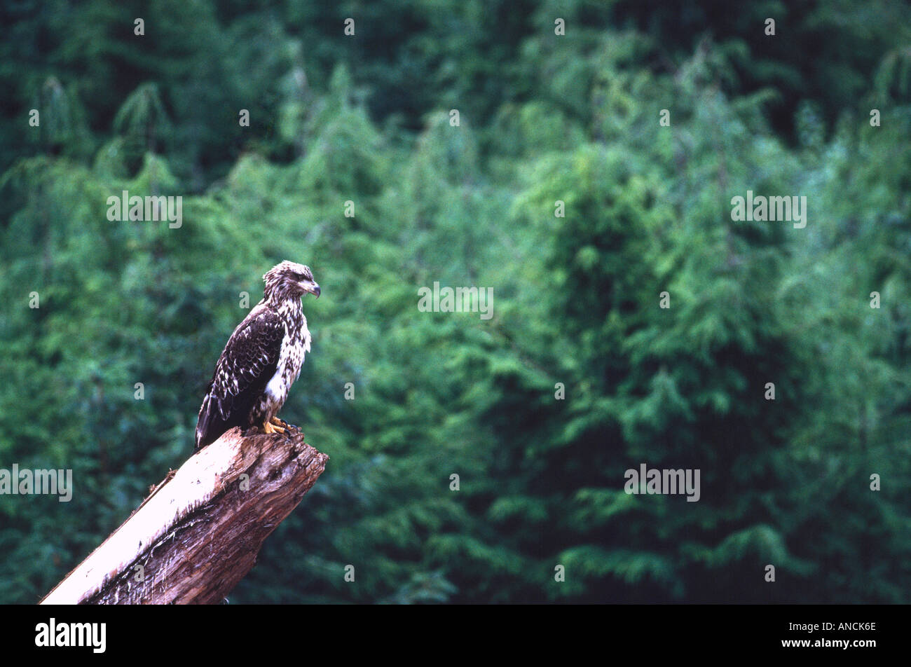 Unreifen jungen Weißkopf-Seeadler (Haliaeetus Leucocephalus) thront auf einem Baumstumpf Stockfoto