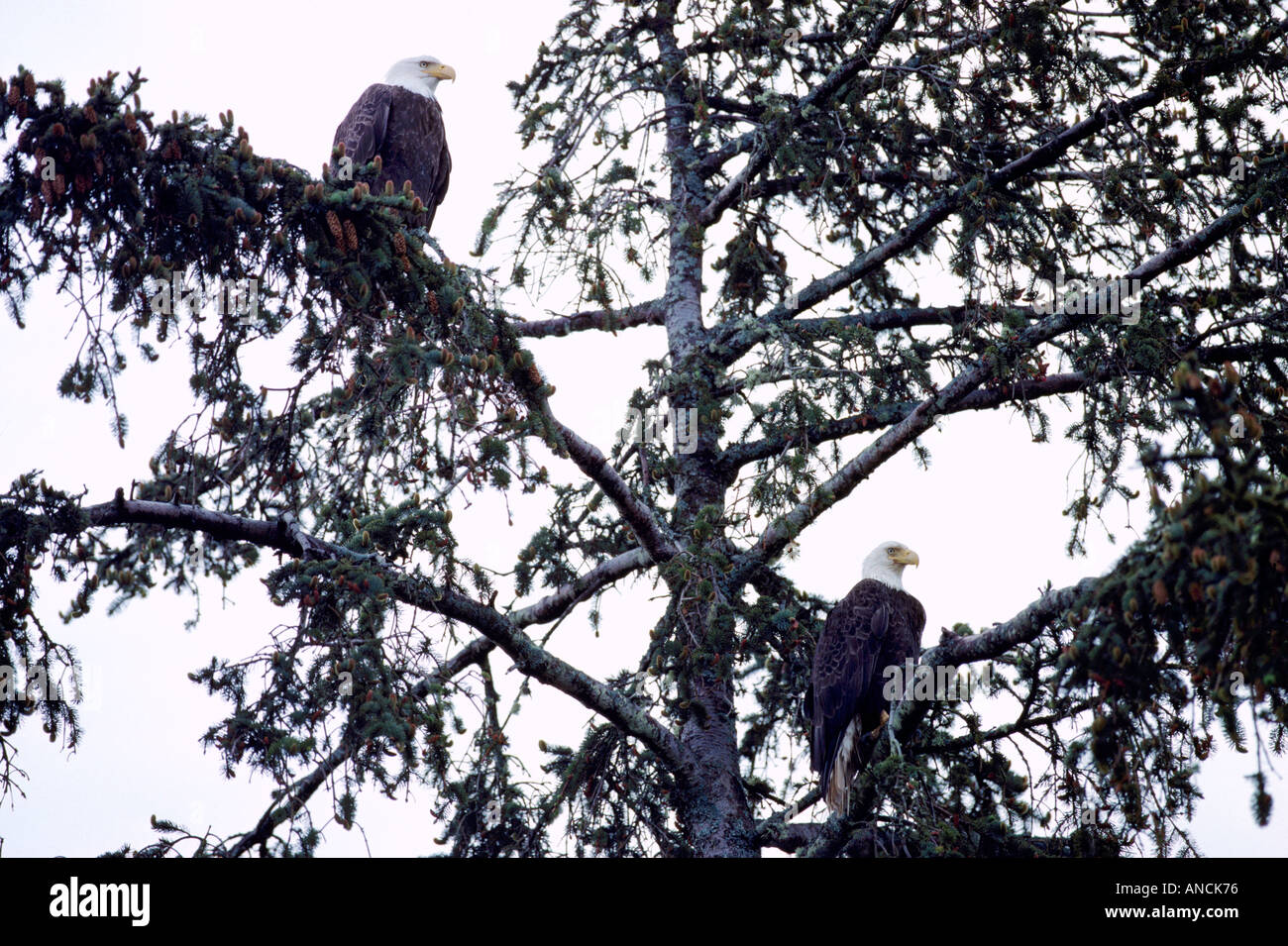 Ein paar der reife Erwachsene Weißkopf-Seeadler (Haliaeetus Leucocephalus) thront auf Ästen Stockfoto