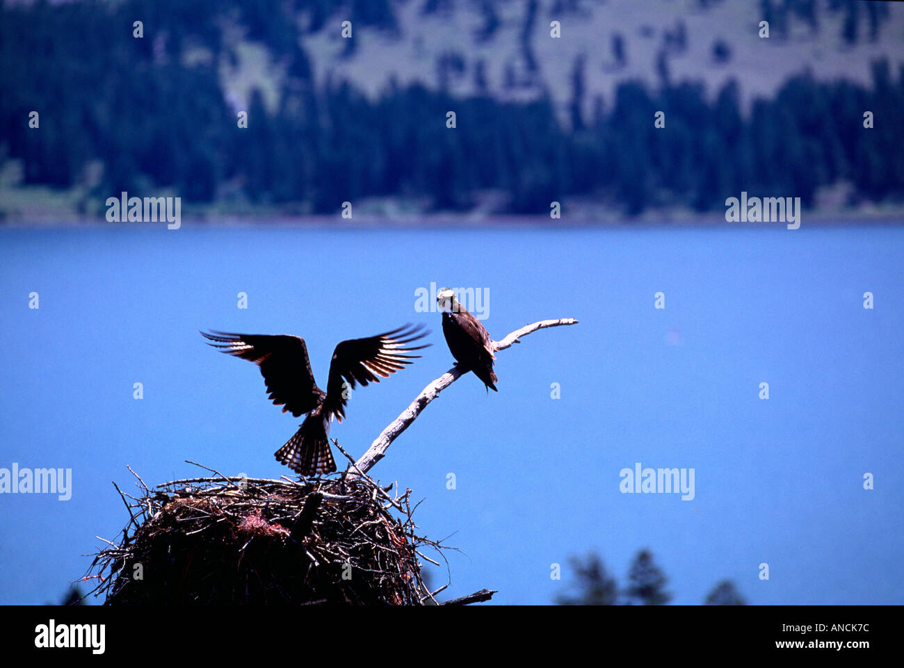Fischadler (Pandion Haliaetus) am Nest gebaut neben See - Okanagan, BC, Britisch-Kolumbien, Kanada - North American Birds / Vogel Stockfoto