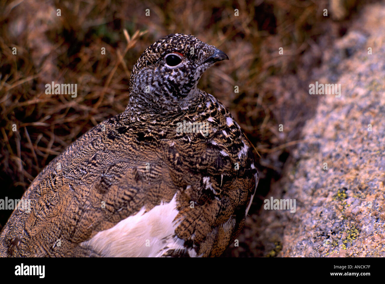 White-tailed Schneehuhn (Lagopus Leucurus) mischen mit seinen alpinen Umgebung British Columbia Kanada Stockfoto