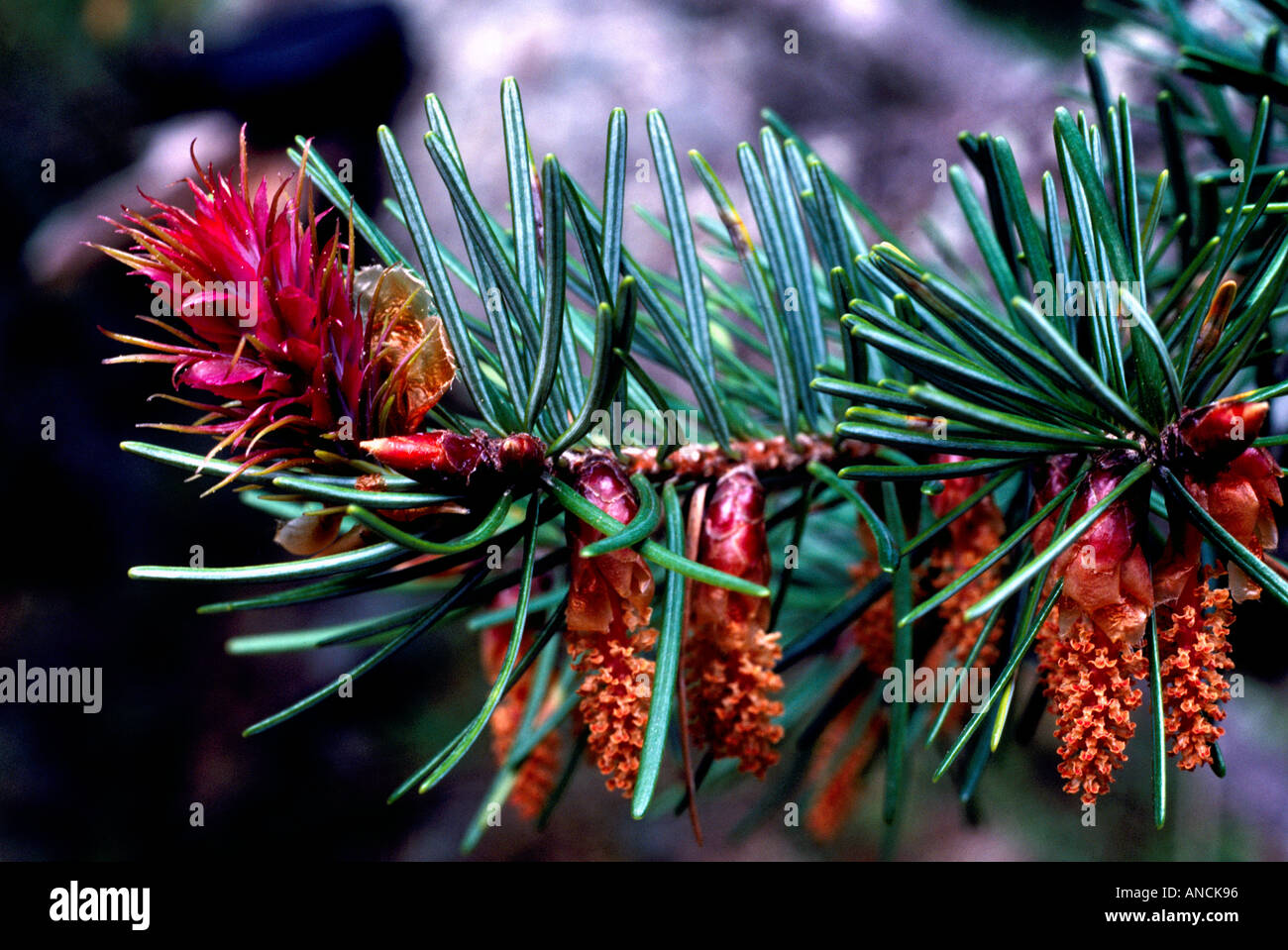 Blütenstaub Kegel, Blume / Samen Kegel und Nadeln auf eine Douglas-Tanne (Pseudotsuga Menziesii), Britisch-Kolumbien, Kanada Stockfoto