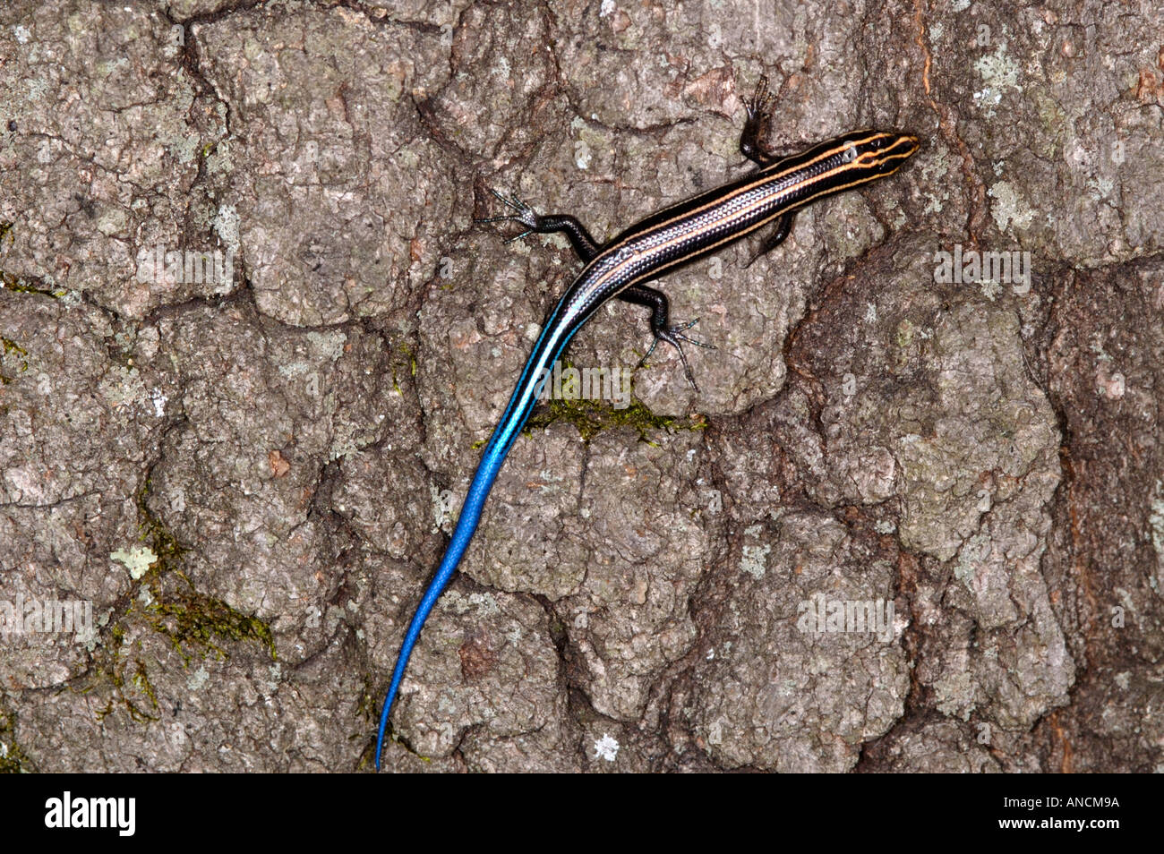 Fünf Reihen Skink Eumeces Fasciatus auf einem Baumstamm Stockfoto
