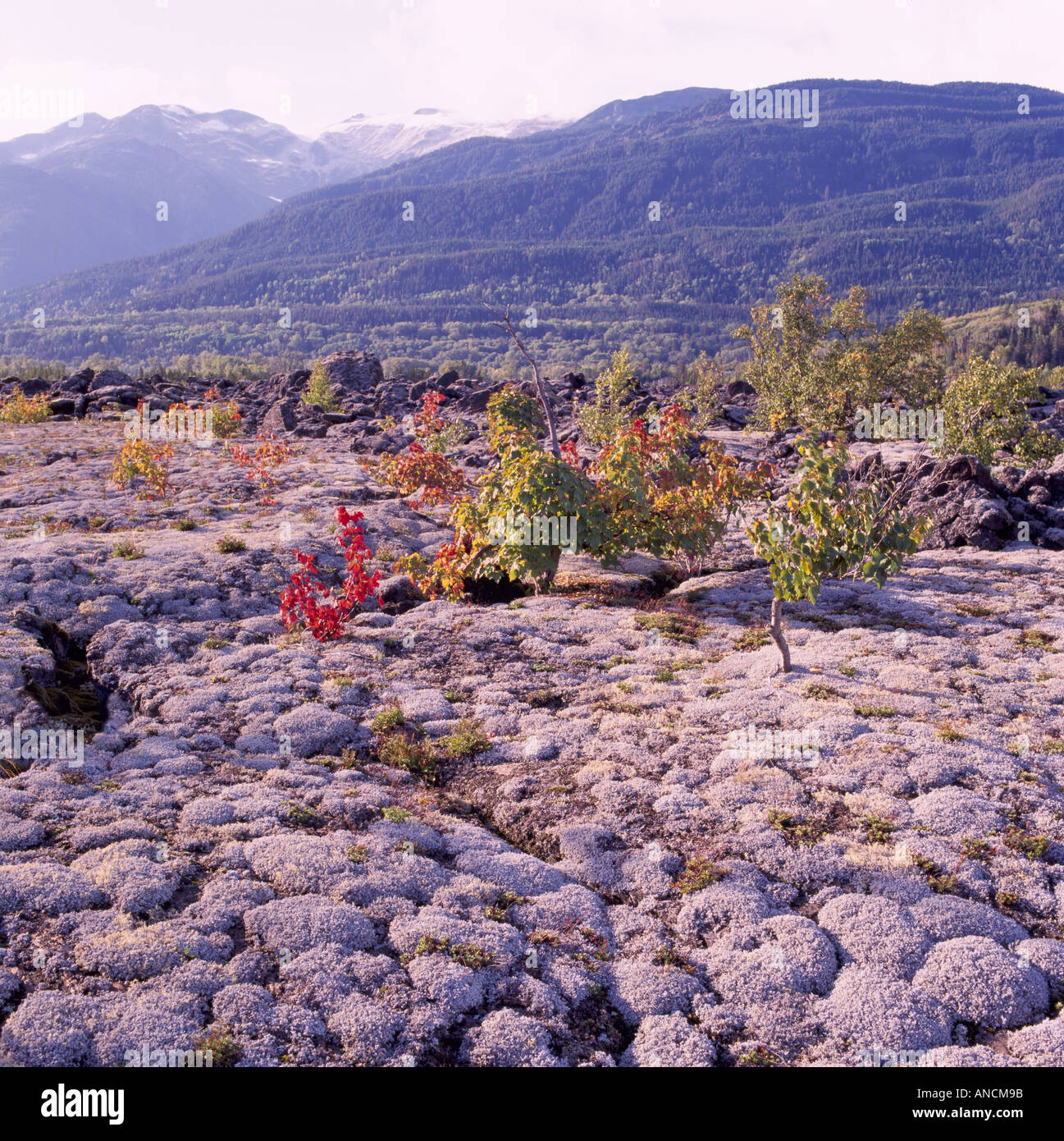 Nisga ' a Memorial Lava Bed Provincial Park in der Nähe von New Aiyansh, Northern BC, Britisch-Kolumbien, Kanada, Rock Formation Vulkanfeld Stockfoto