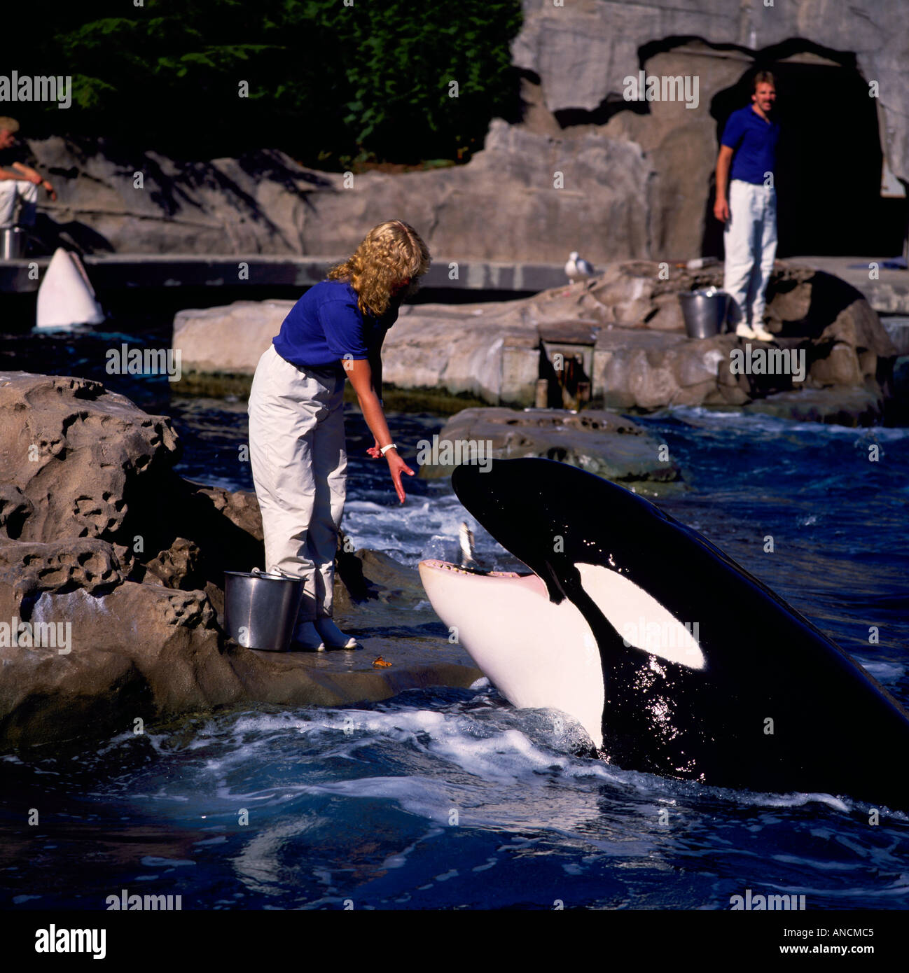 Wale Zeigen Vancouver Aquarium Orca Stockfotos Und Bilder Kaufen Alamy