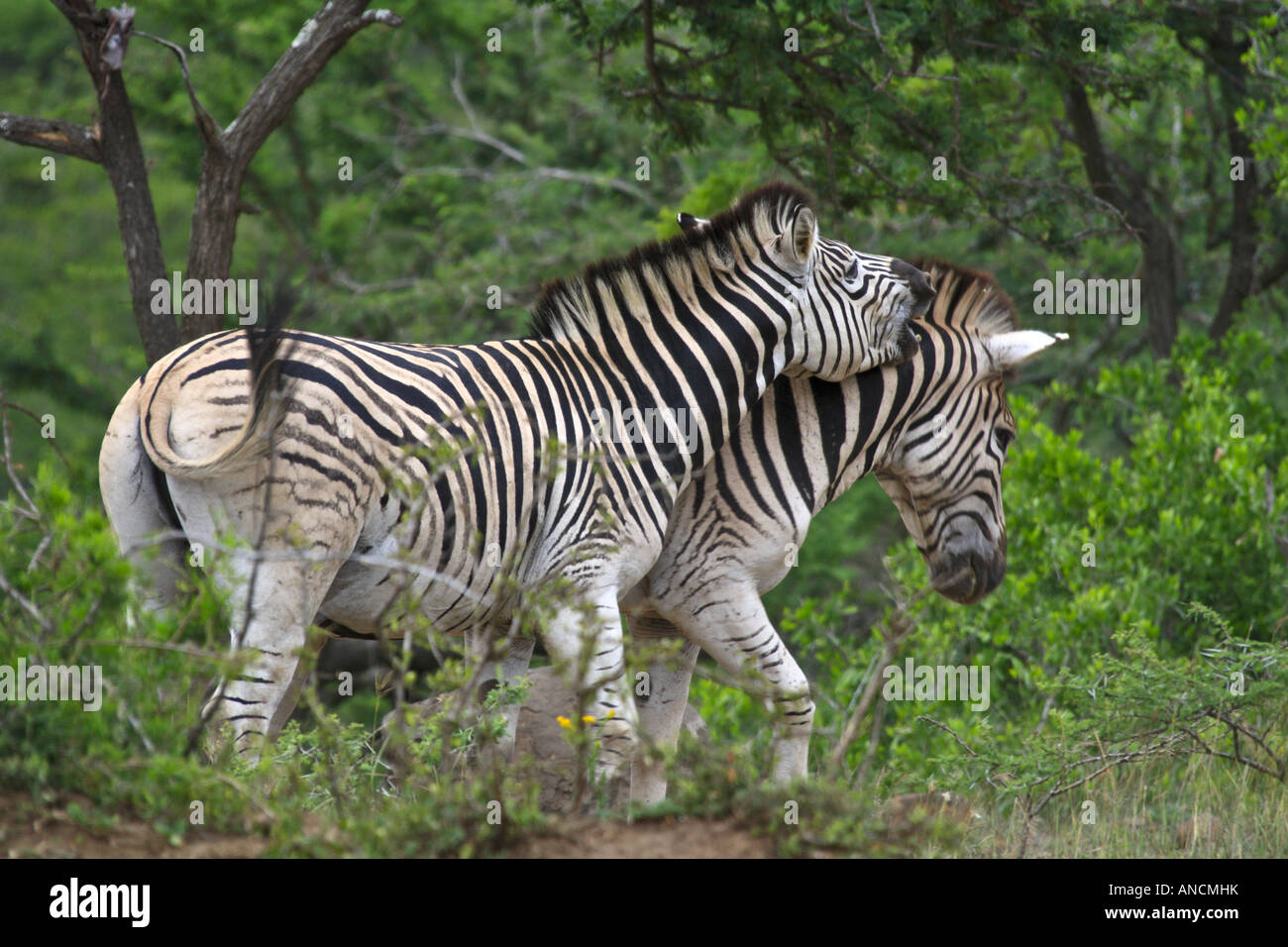 Zebra in Hluhluwe Stockfoto