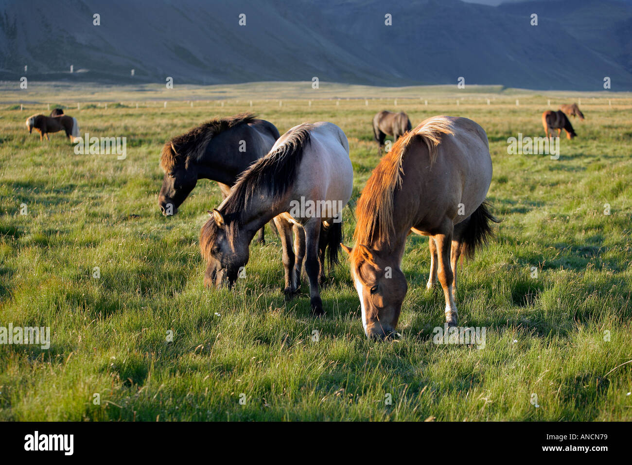 HorsesOut auf die Weide Snaefellsnes Island Stockfoto
