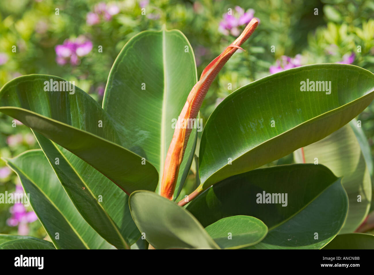 monstera deliciosa marmorata Monstera Aurea (Marmorata) – Rare Plants Collection main image 0
