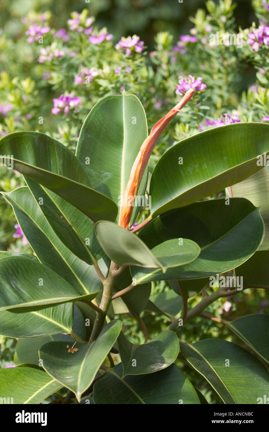 monstera erde ph wert Monstera Erde main image 0