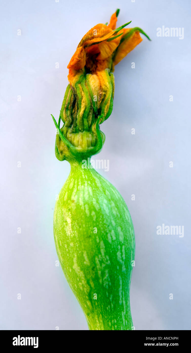 Blühende Zucchini eine Vielzahl von Squash haben eine längliche Form und eine glatte dünne grüne Rinde Stockfoto