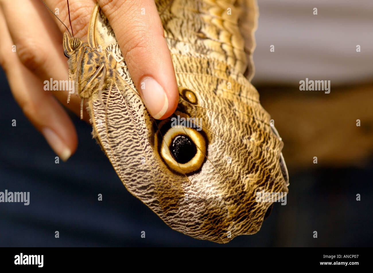 Wissenschaftler halten eine Caligo "Eule Schmetterling", seine Auge Flecken zeigen, welche Funktion Sie Raubtiere abzuschrecken Stockfoto