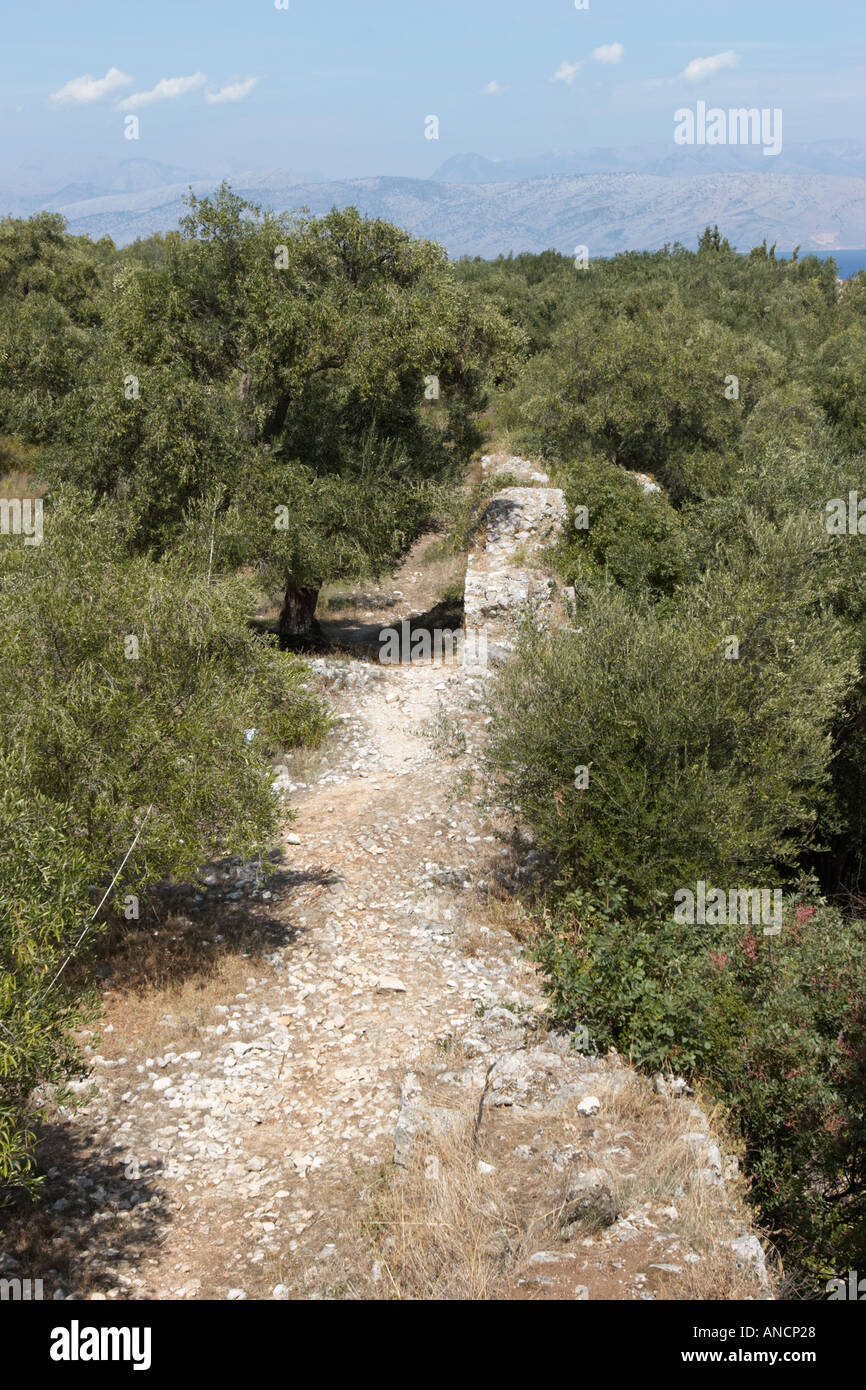 Olivenbume korfu -Fotos und -Bildmaterial in hoher Auflsung  Alamy