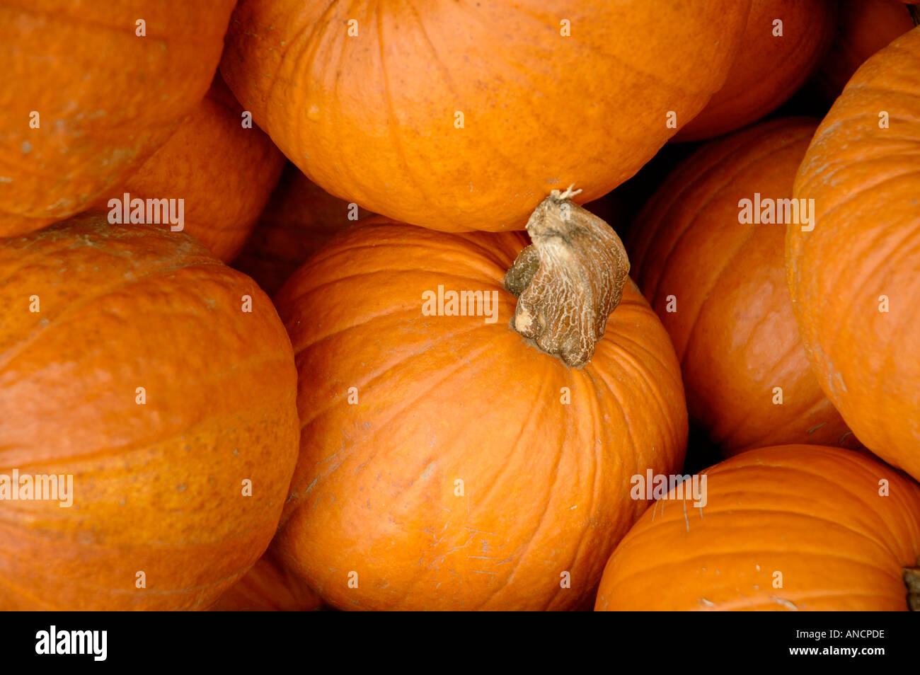 Halloween-Kürbisse zum Verkauf an einem Lagerplatz an einem Bauernhof stand Stockfoto