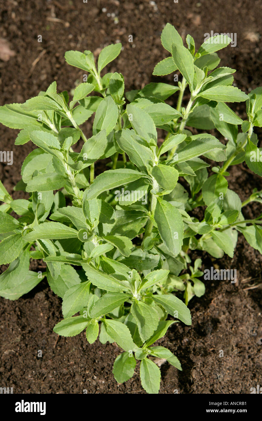 Stevia Rebaudiana pflanzliche Süßstoff Stockfoto