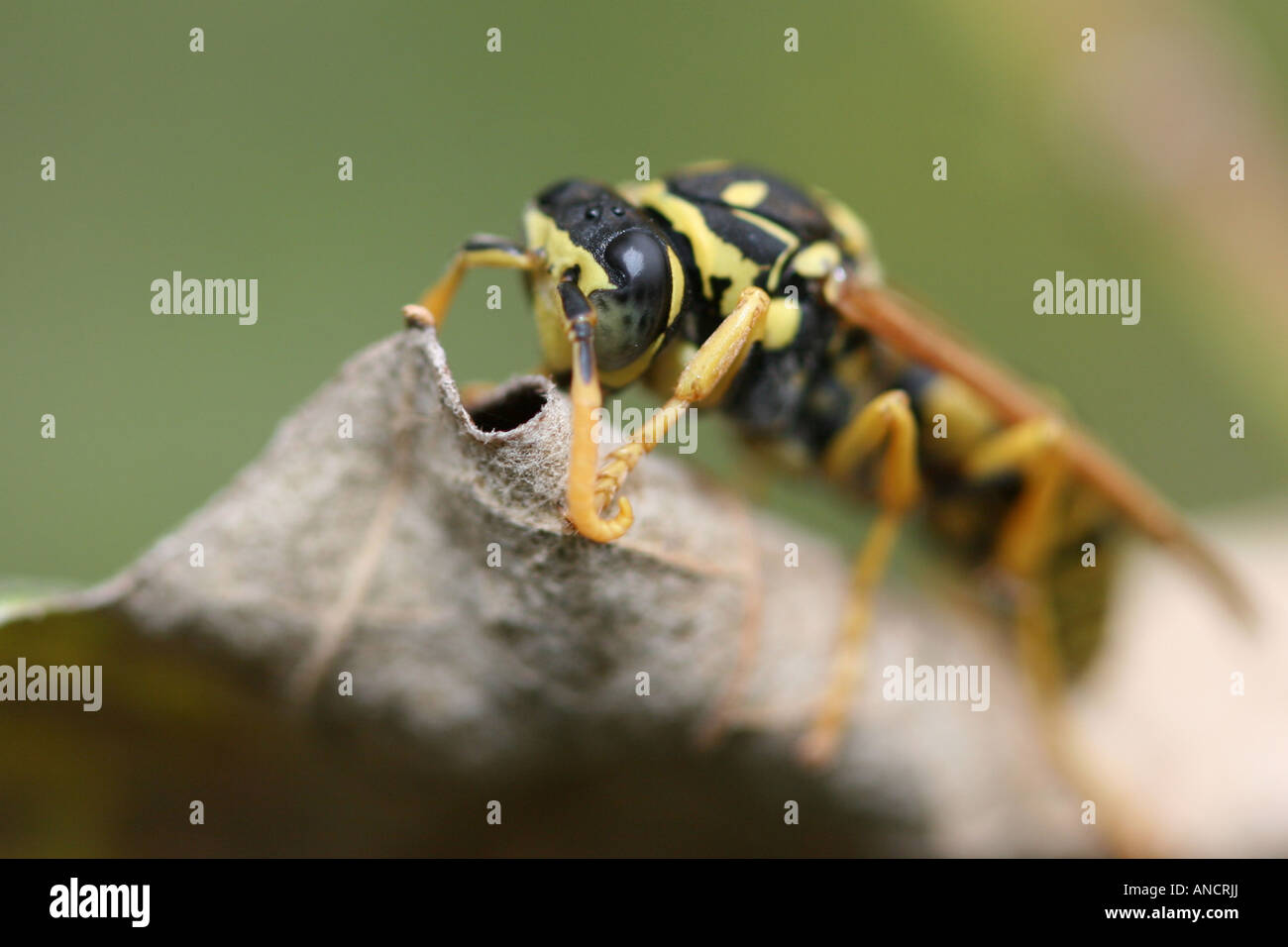 Wilde asiatische Hornet Biene Insektenpollen niemand keine Nahaufnahme Detail verschwommener Hintergrund horizontal Hi-res Stockfoto