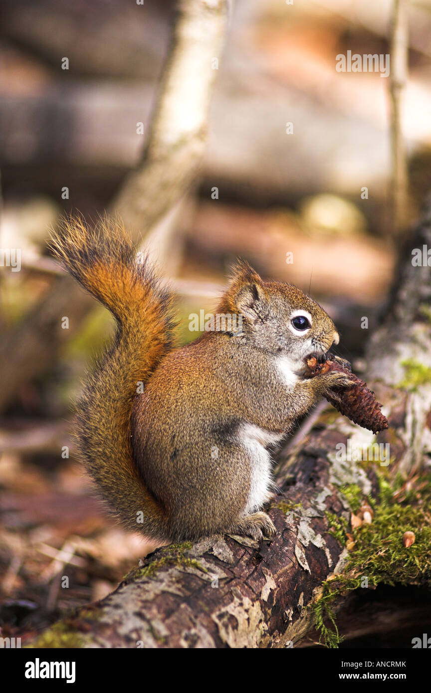 Eichhörnchen Kegel Sciuridae Tamiasciurus Essen aus Kiefer Samen im zeitigen Frühjahr Stockfoto