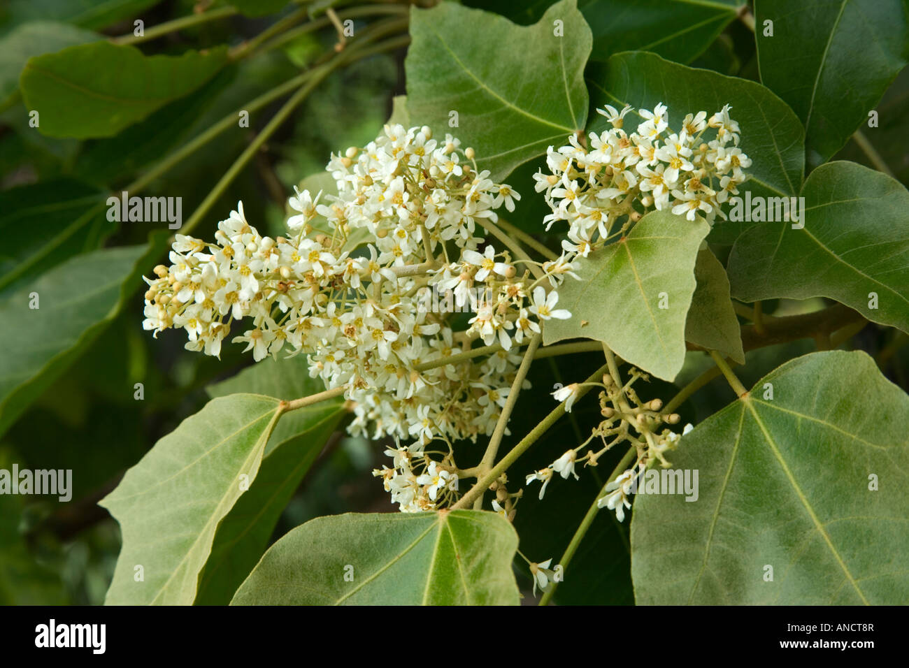 Blüten und Blätter des Baumes Kukui. Stockfoto