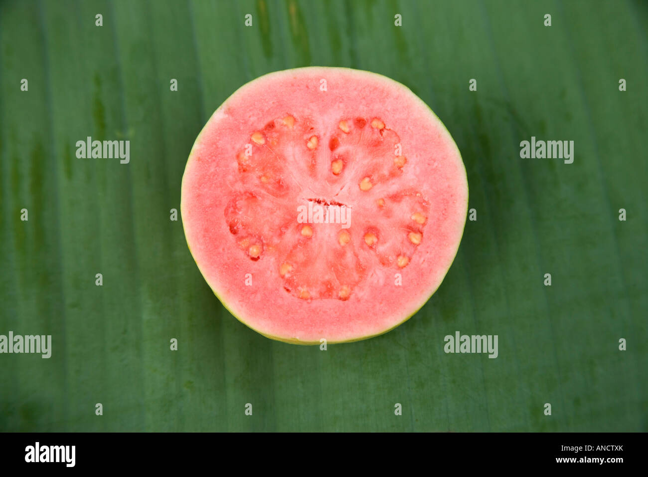 Guave-Frucht in Scheiben geschnitten in der Hälfte der Freilegung Samen und Fruchtfleisch. Stockfoto