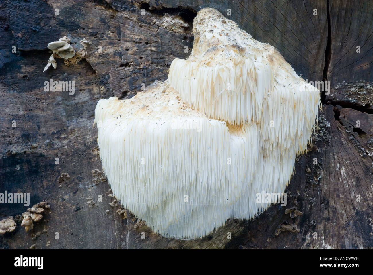 Bärtige Zahn Pilz, Norfolk, England Stockfoto