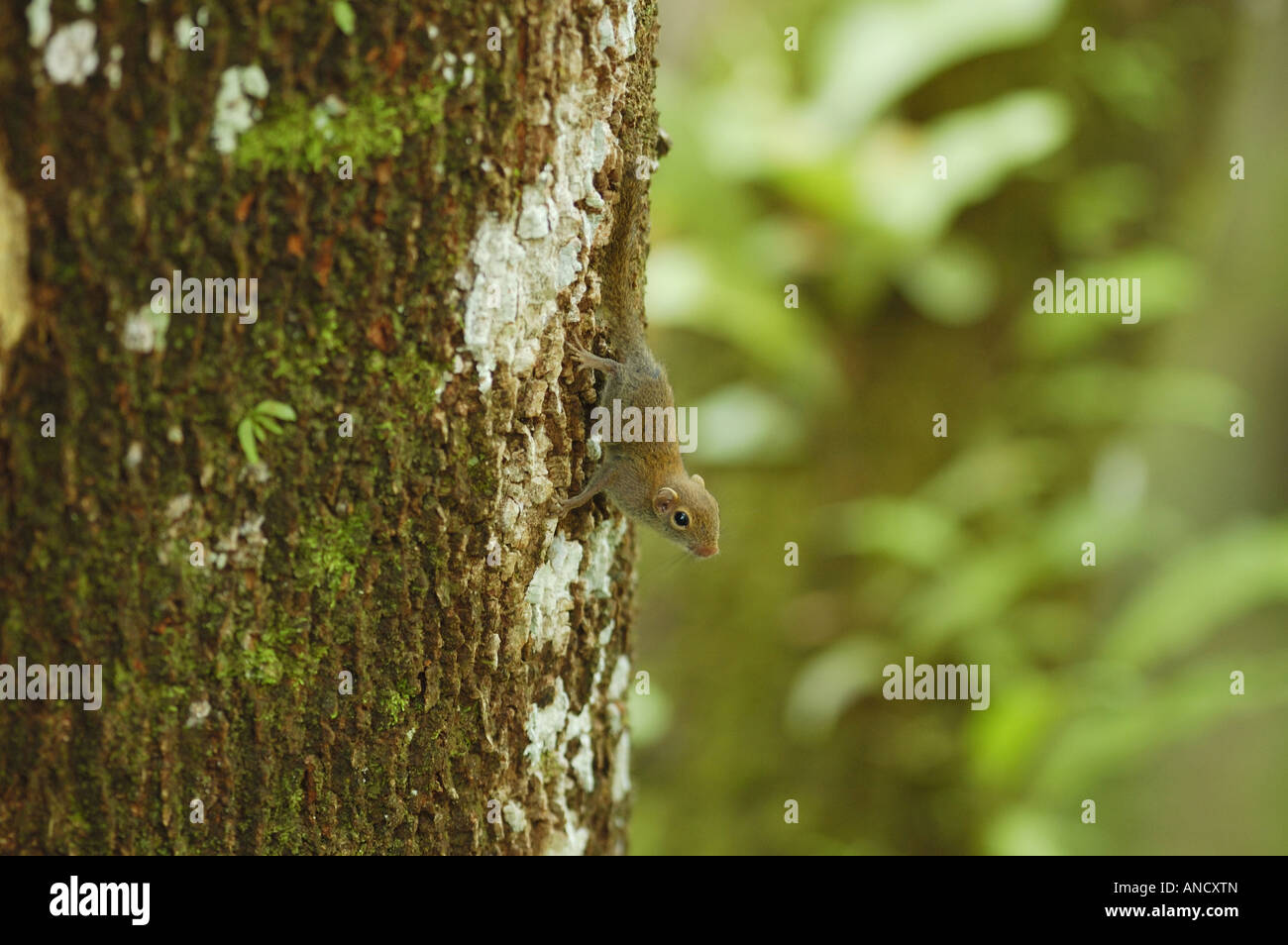 Ein schlicht Pygmäen Eichhörnchen liefen einen Baumstamm im primären Regenwald in den Höhlen von Mulu, Sarawak Stockfoto