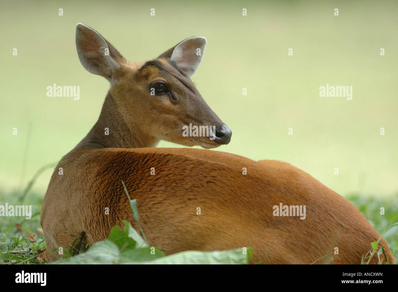 Roten Muntjac Rotwild im Nationalpark Khao Yai, Thailand Stockfoto