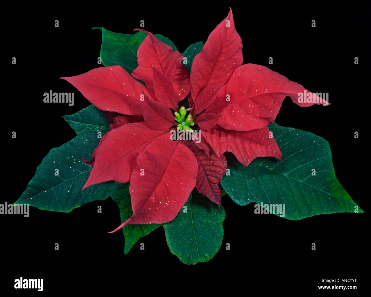 Roter weihnachtsstern -Fotos und -Bildmaterial in hoher Auflsung  Alamy