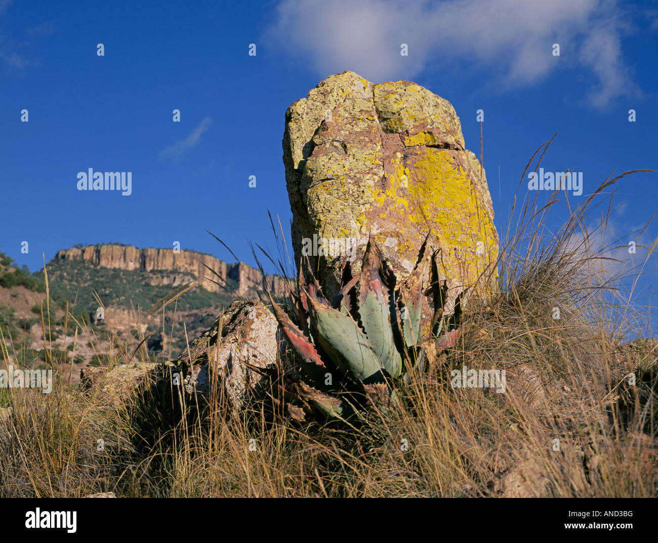 Ein riesiger Felsblock tief im Copper Canyon oder Barrancas del Cobre in Nordmexiko Stockfoto