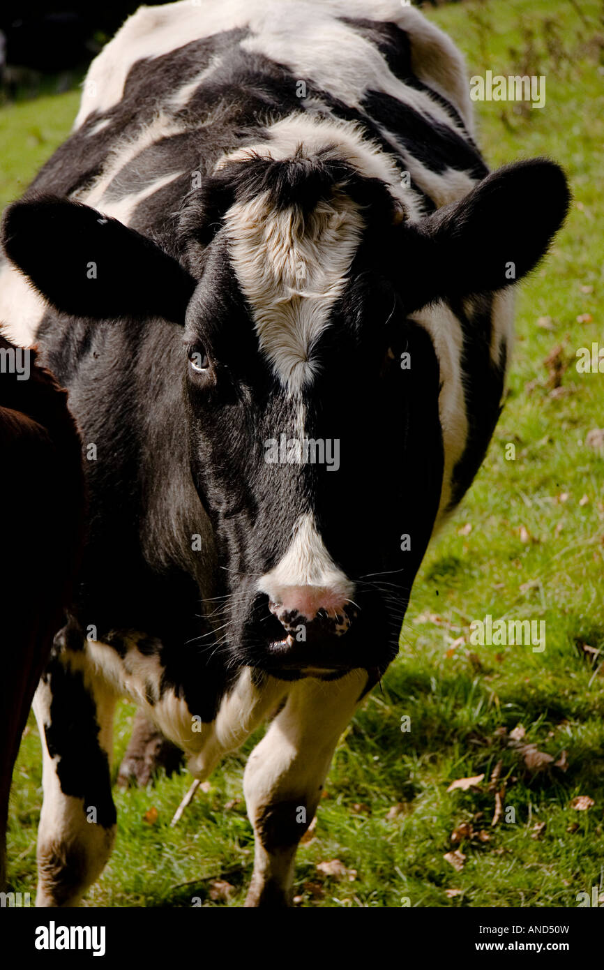 neugierige Freisian Kuh nähert sich Stockfoto