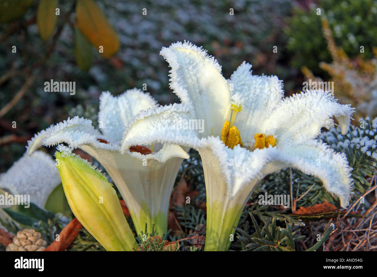 Matt weisse Madonna Lilie Blume Deutschland Stockfoto