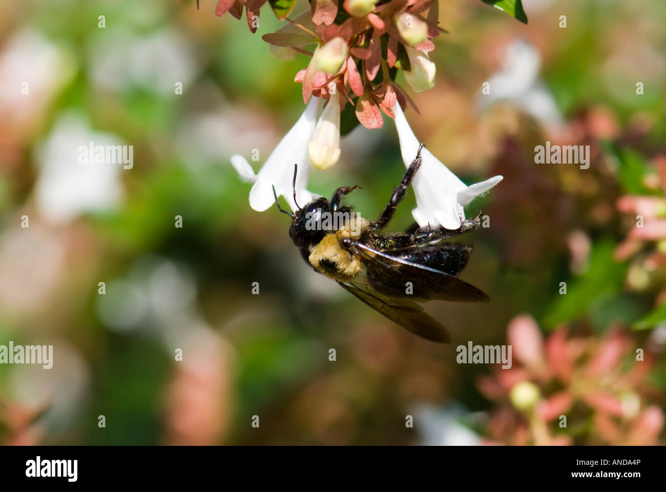 Halbschwarze Hummel, Bombus-Vagane, Fütterung von Abelia x grandiflora, glänzende Abelia. Oklahoma, USA Stockfoto