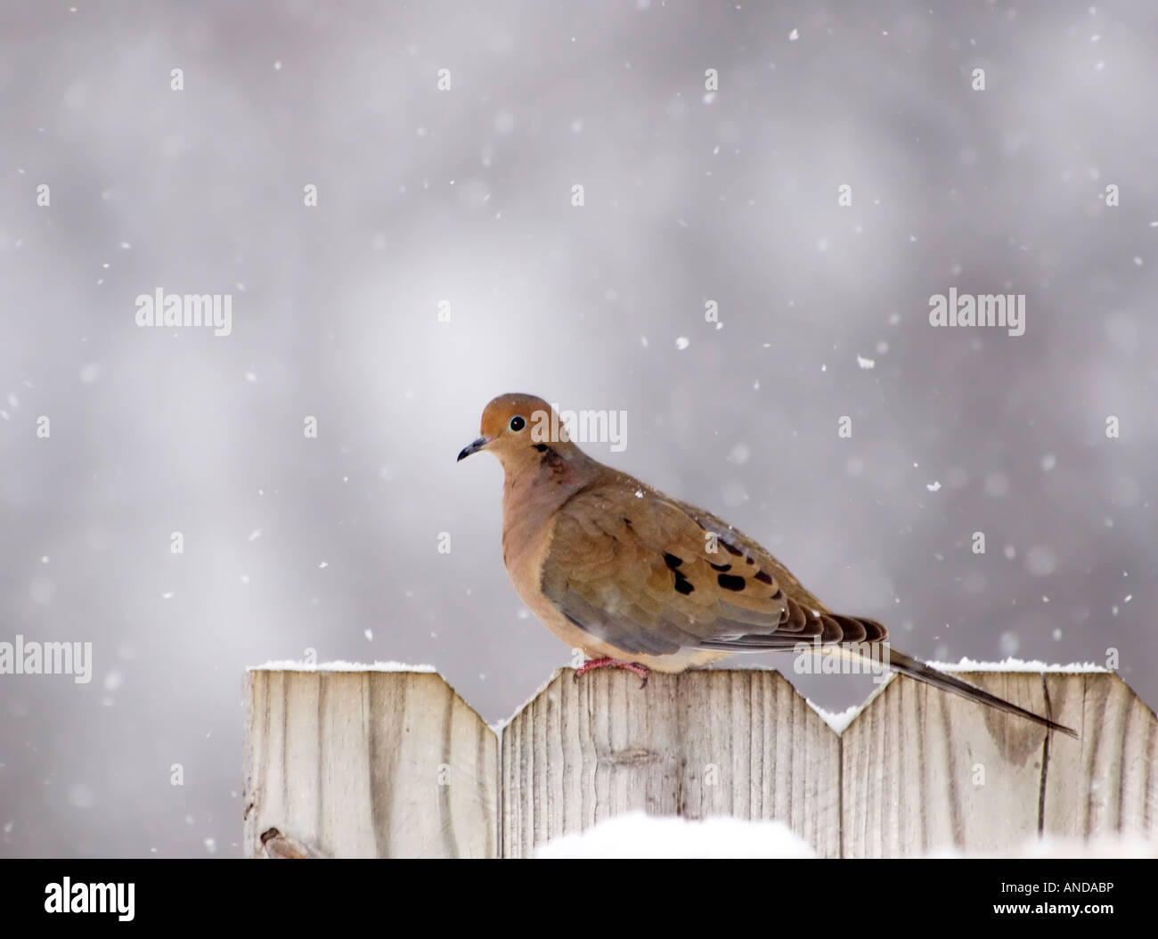 Ein Mourning Dove (Zenaida Macroura) sitzt auf einem Zaun während eines Schneefalls. Oklahoma, USA, Stockfoto