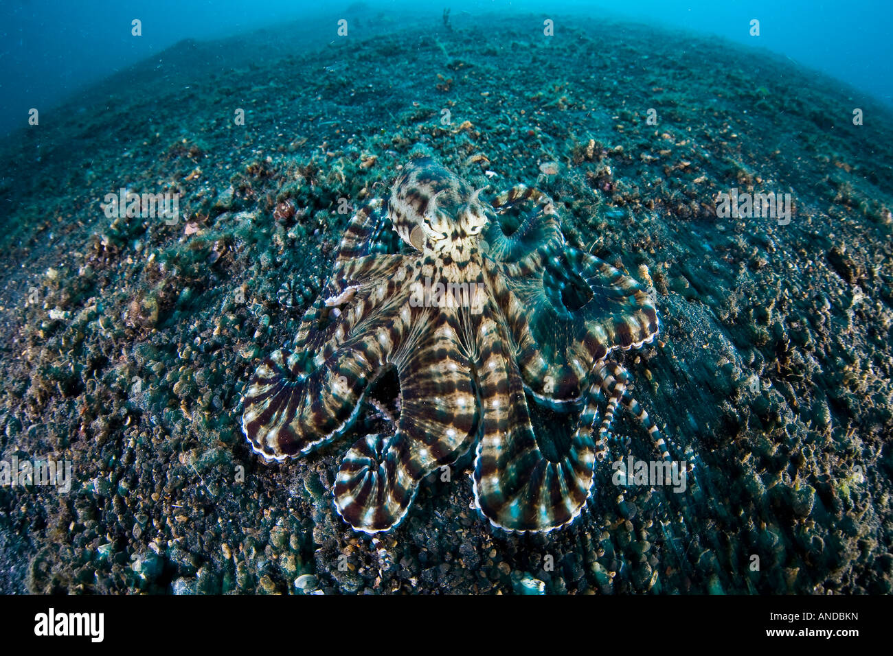 Ein seltene Mimic Oktopus (Thaumoctopus Mimicus) lebt in Lembeh Strait, Indonesien. Dieses Tier kann die Form und das Verhalten anderer Arten zu imitieren. Stockfoto