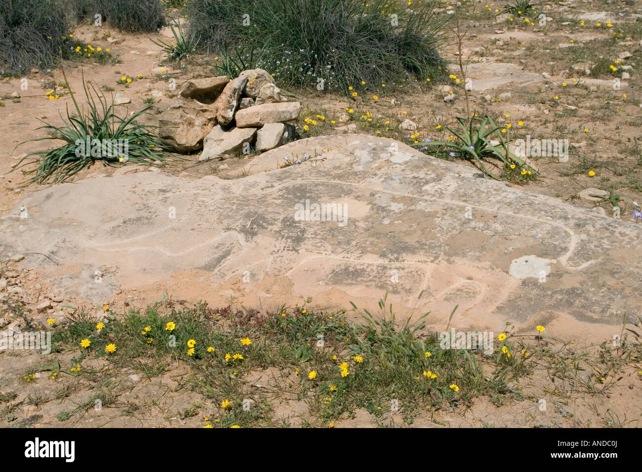 Sidi al-Gharib in der Nähe von Tarhouna, Libyen. Rhinoceros Steinbildhauerei Petroglyph 8. Millennium B.C., heute ausgestorbenen in Nordafrika. Stockfoto