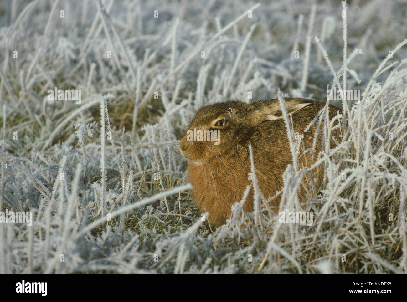 Brauner Hase Lepus Europeus sitzen in Frost Stockfoto
