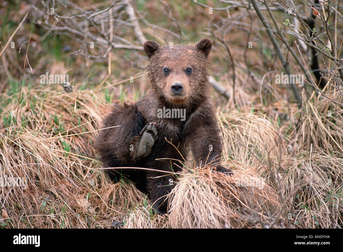 Alaskan Braunbär im Denali National Park Stockfoto