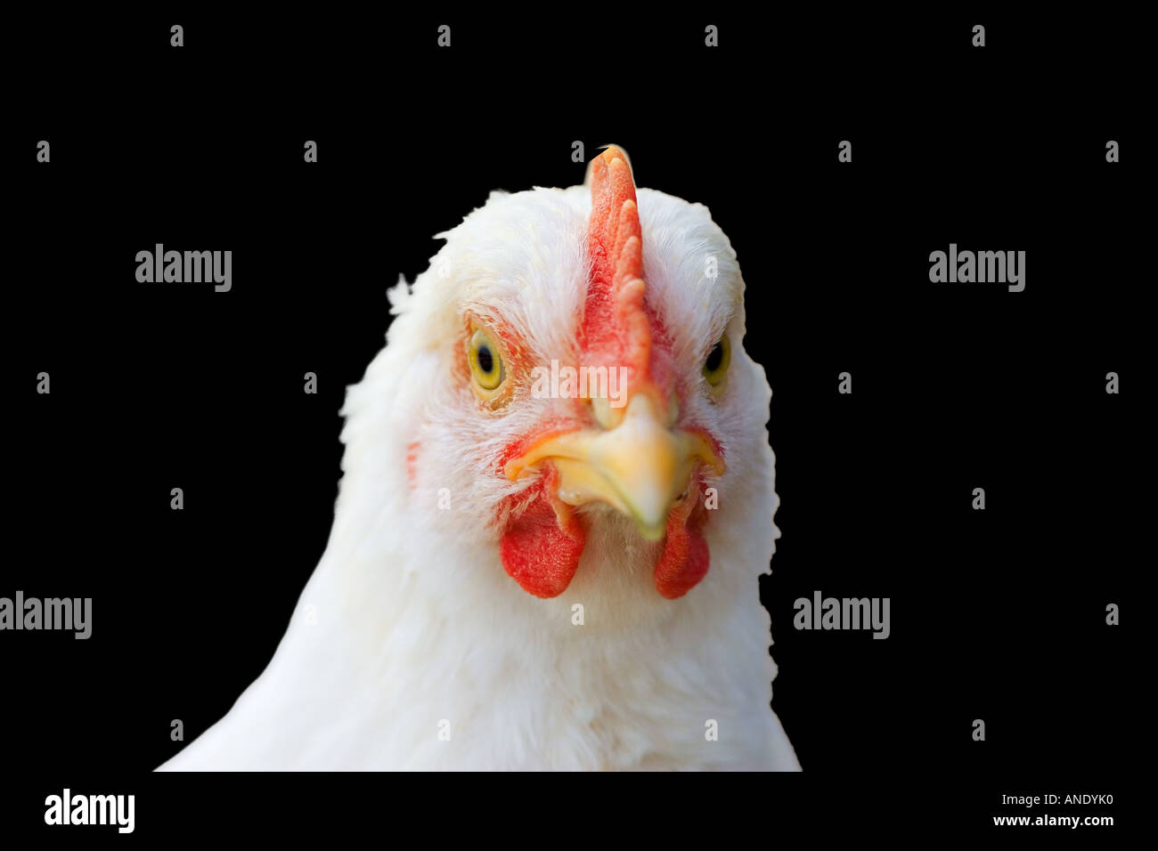 Britische Huhn UK freie Auswahl Vögel könnte gefährdet sein, wenn Vogelgrippe Vogelgrippe-Virus breitet sich auf Großbritannien Stockfoto