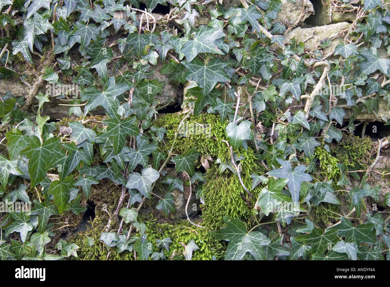 fargesia bambi Fargesia murielae Lava – Future Forests