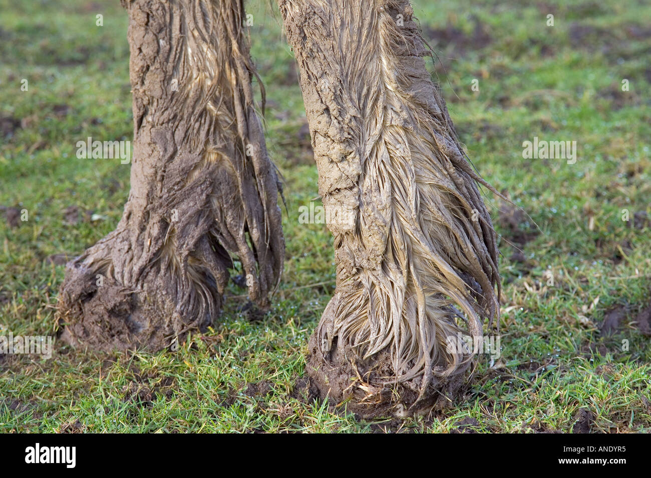 Schlamm bedeckt Pferd s Hufe Gloucestershire Vereinigtes Königreich im Winter Pferde Risiko Schlamm Fieber Stockfoto