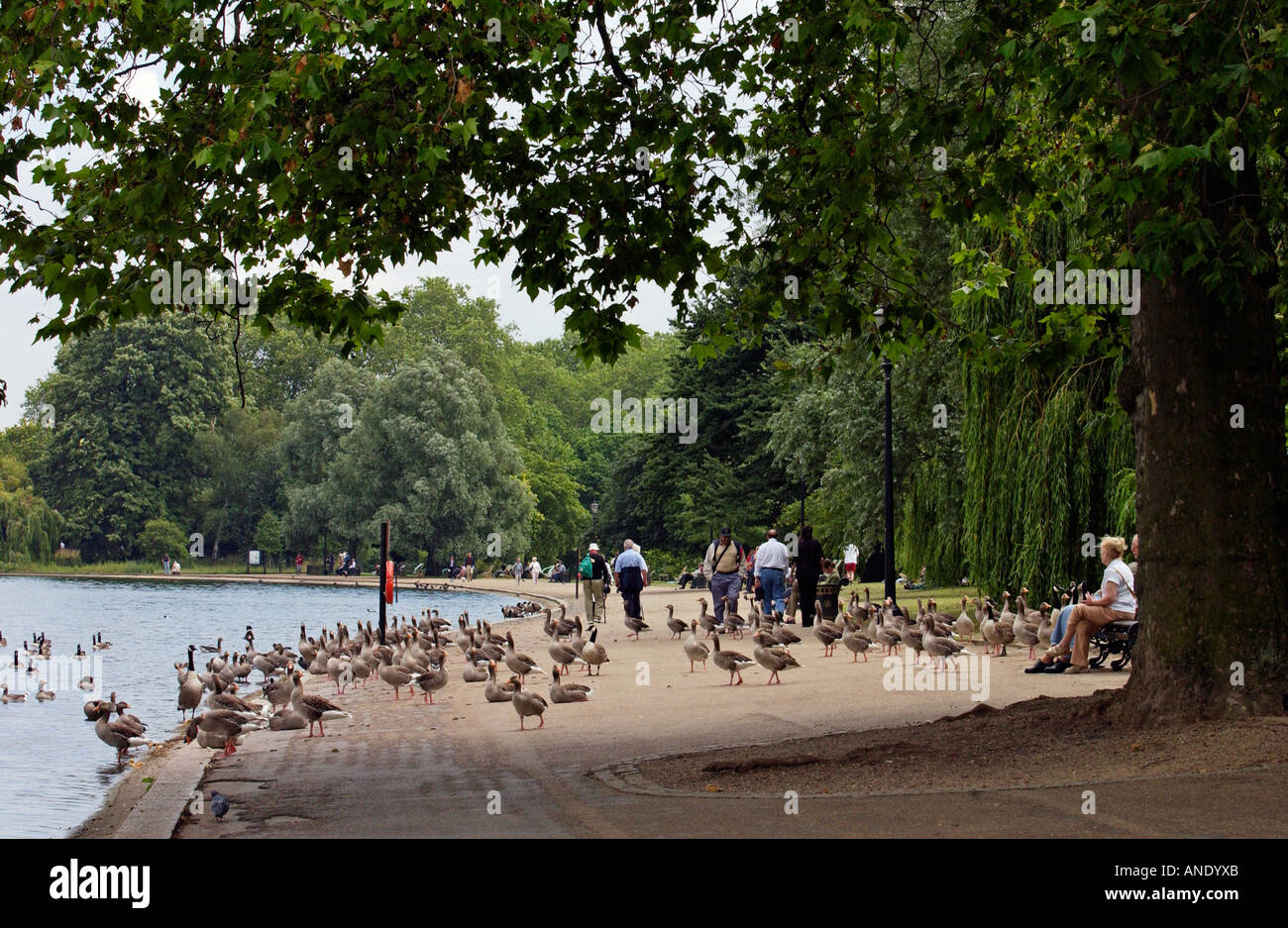 Enten und Gänse Hyde Park The Serpentine London Wildvögel riskieren Vogelgrippe Vogelgrippe-virus Stockfoto