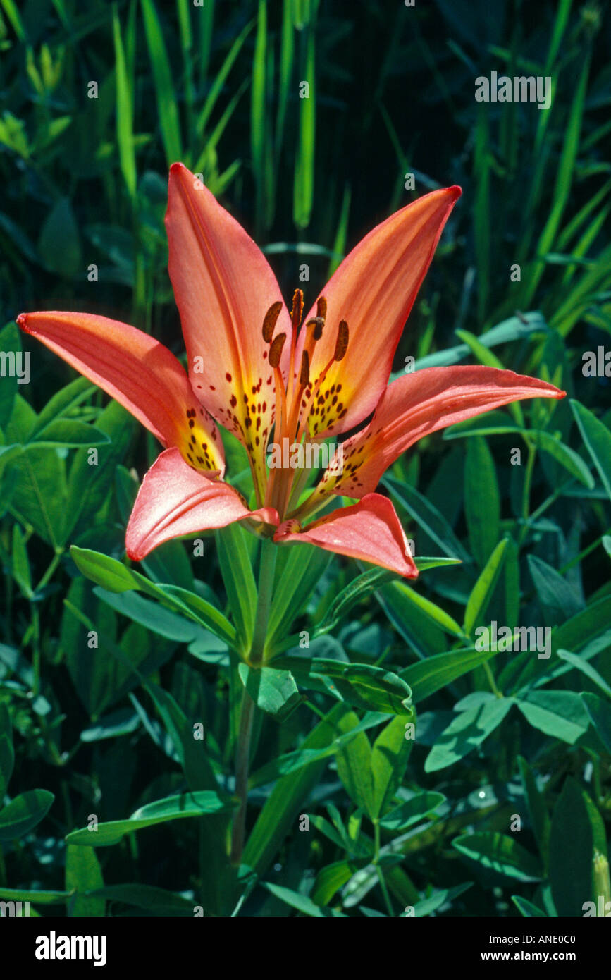 Orange rote Blüte die seltene Mountain Holz Lilie Lilium Philadelphicum wachsen entlang der Cub Lake Trail Rocky Mtn Nat l Park Stockfoto