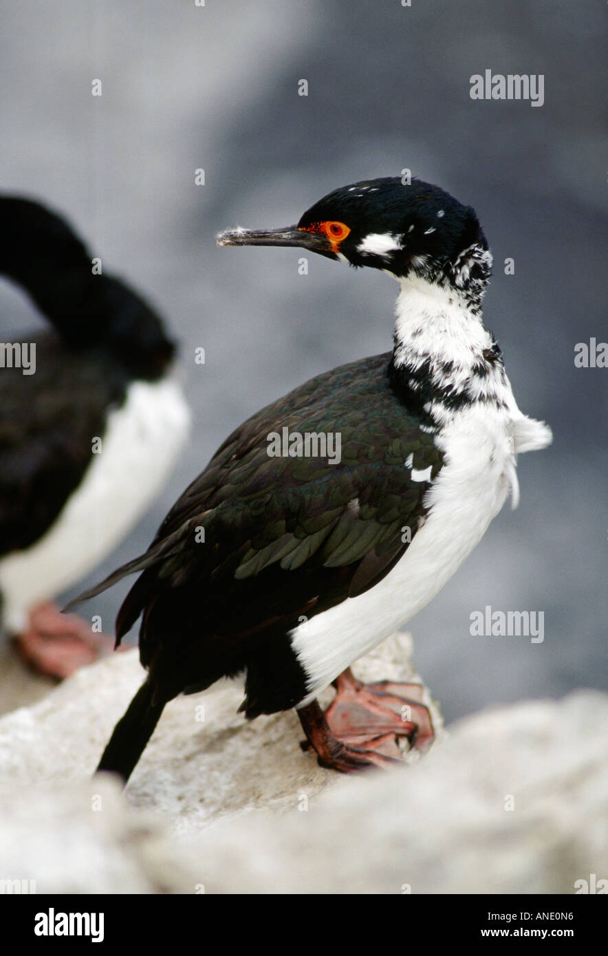 Rock-Shag-Wasservögel-Falkland-Inseln Stockfoto