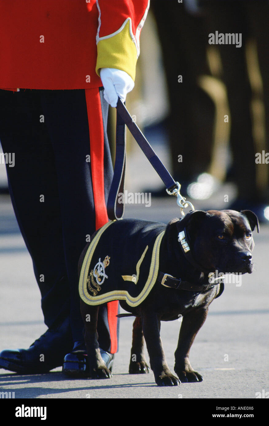 Staffordshire Bull Terrier Hund Maskottchen des South Staffordshire Regiment Shrewsbury England United Kingdom Stockfoto