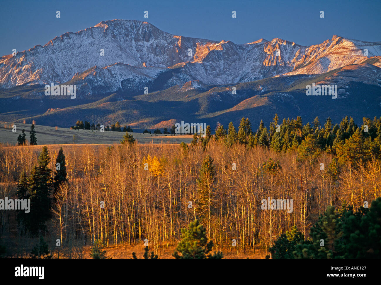 Ein Herbst-Morgen unter einer aspen Grove unter die Nordwand des Pikes Peak CO Stockfoto