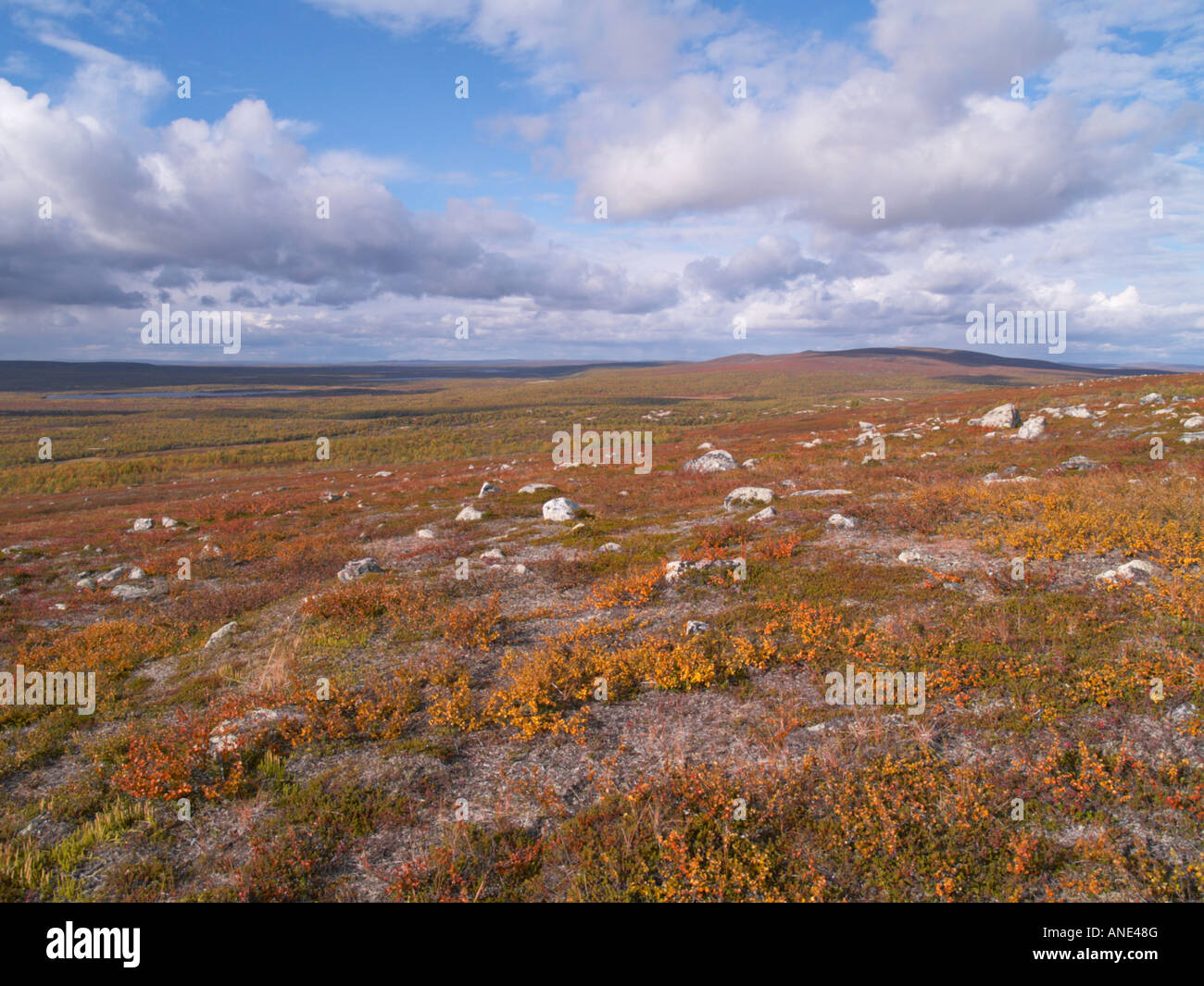 Lappland nördlich des Polarkreises Stockfoto