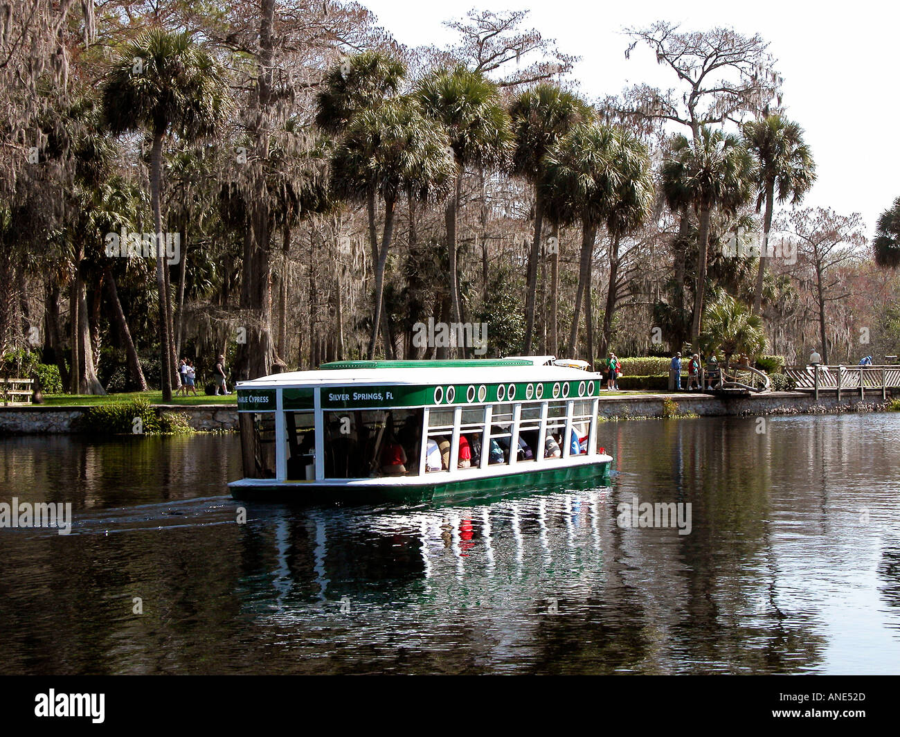 Zypressen in Silver Springs Florida FL Stockfoto