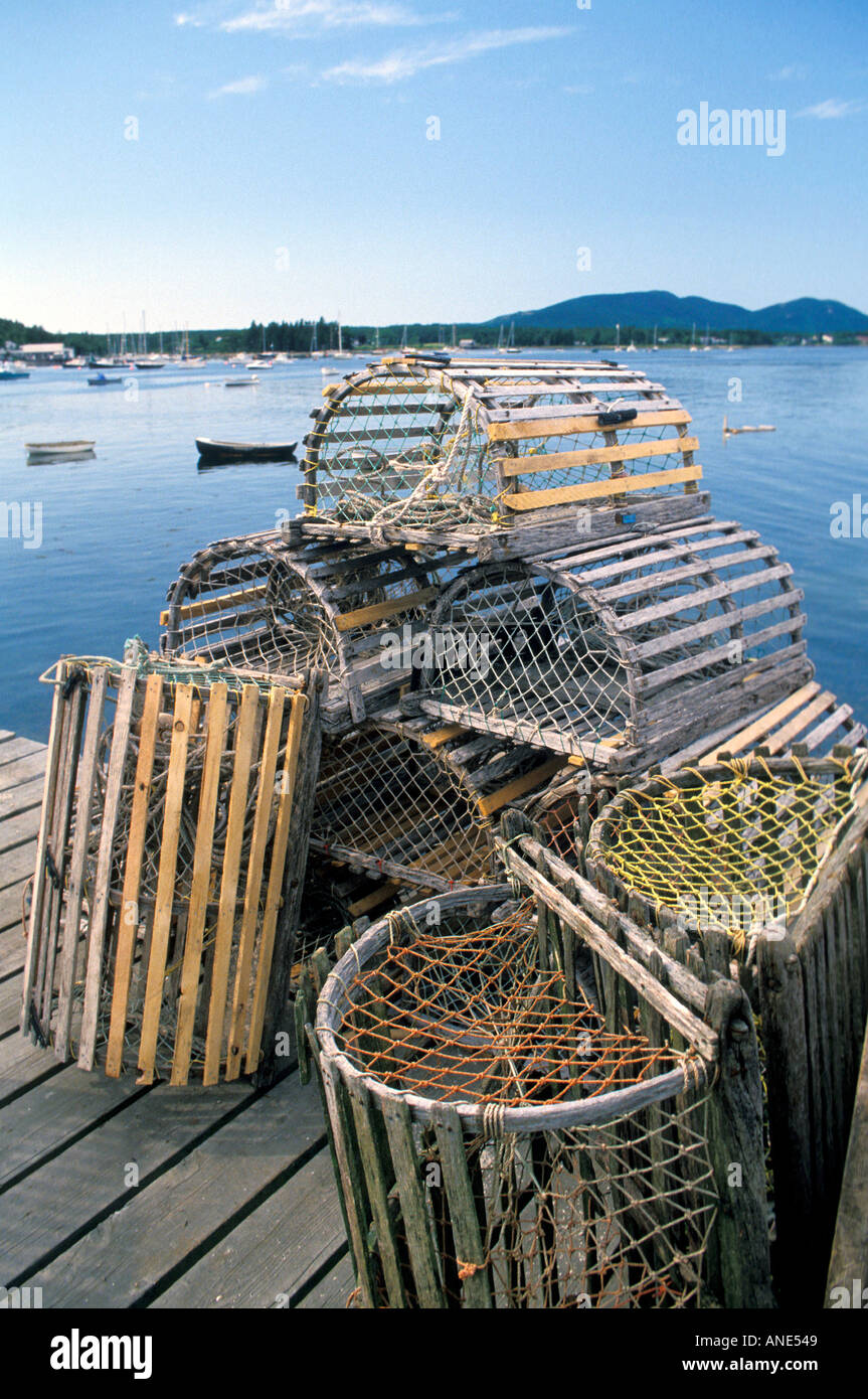 Maine Lobster fallen Bass Harbor Stockfoto