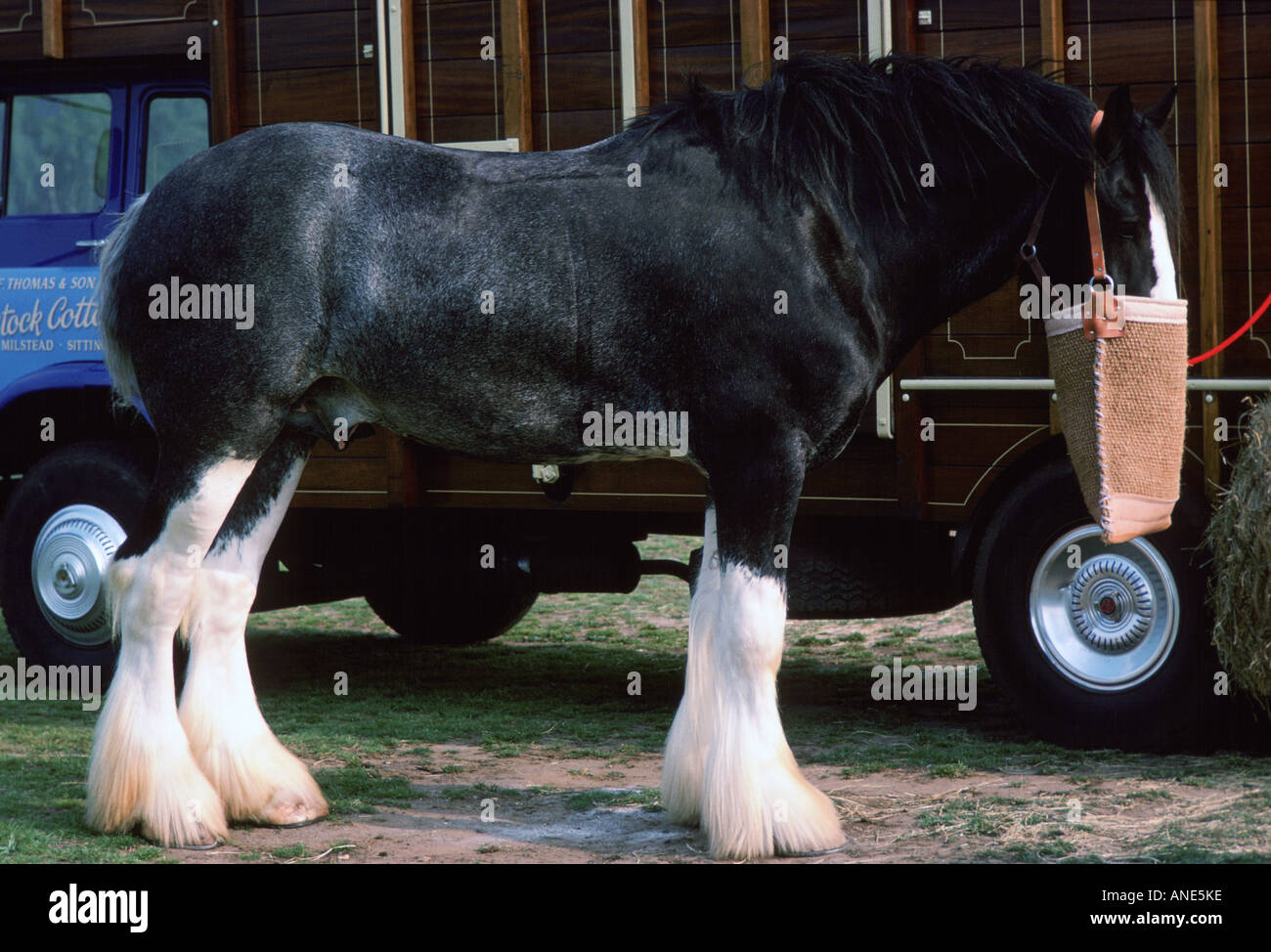 Shire Horse mit Nase Tasche wartet beim Pferdetransporter Berkshire England United Kingdom Stockfoto