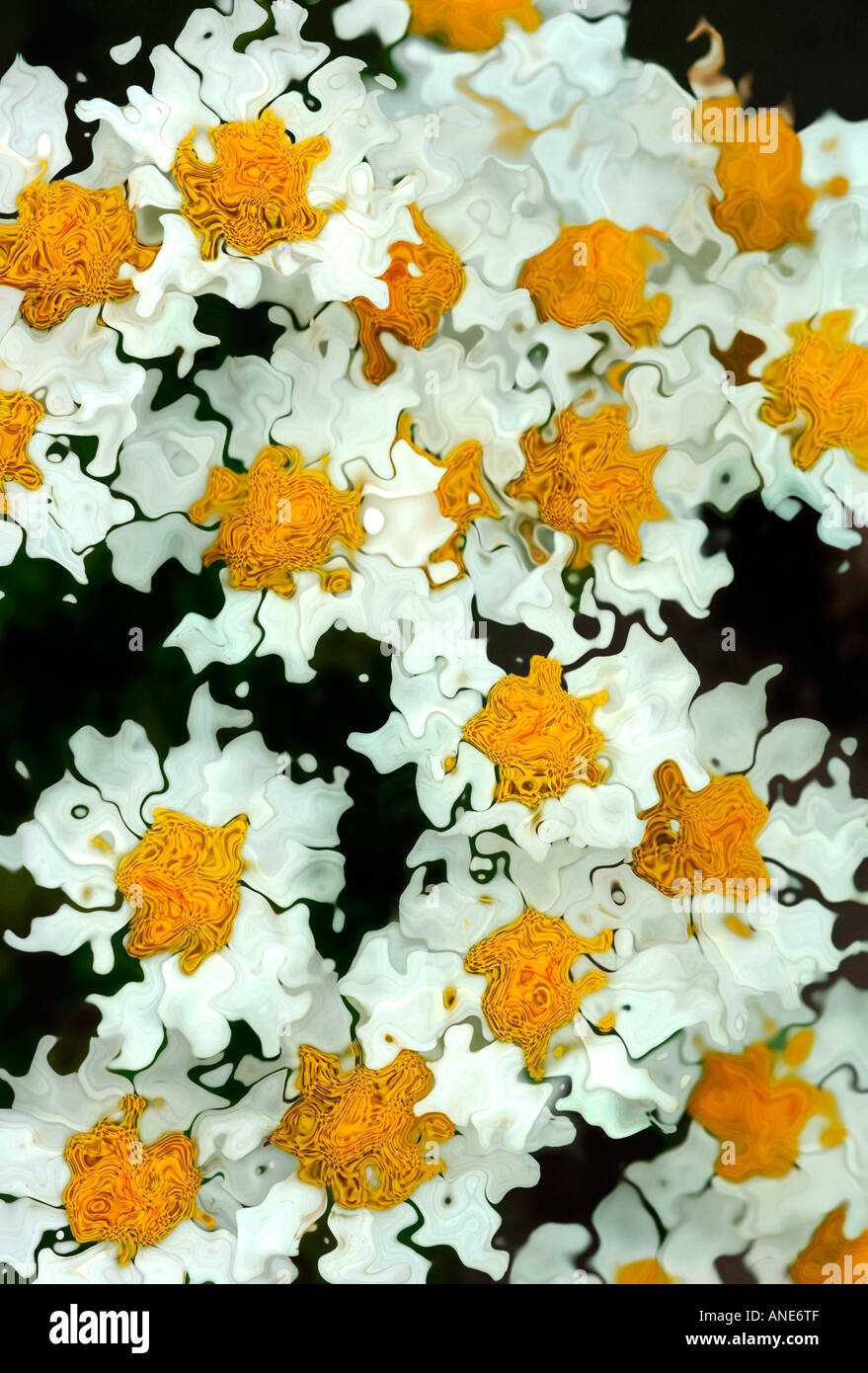 Daisy-Impressionen Stockfoto