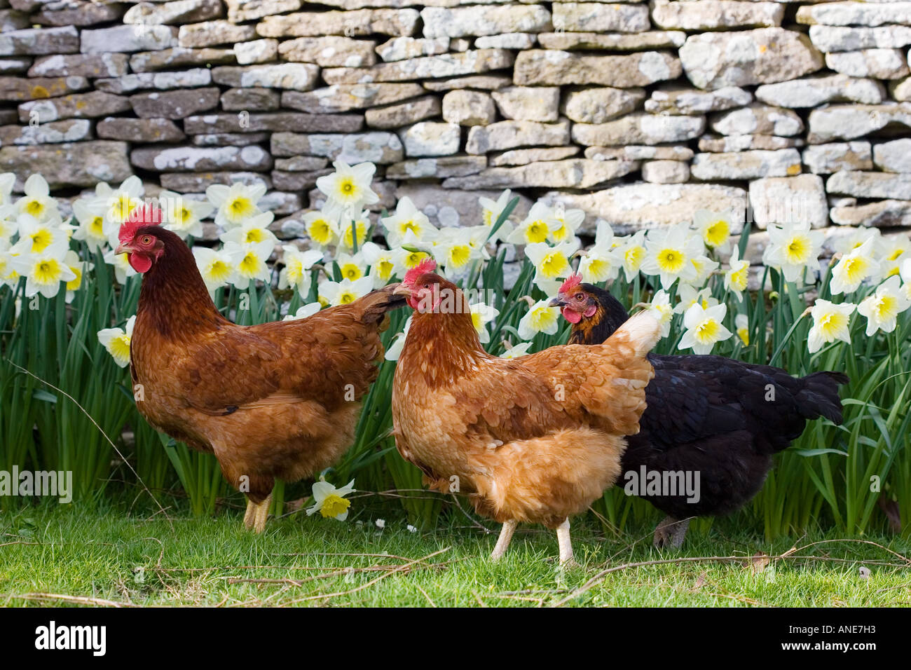 Hühner roaming frei Oxfordshire, Vereinigtes Königreich Stockfoto